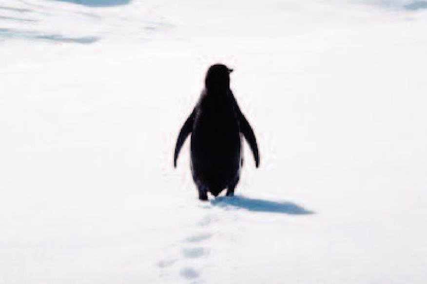 ఒంటరిగా సాగిపోతున్న పెంగ్విన్.. మనకో నీతి పాఠం!